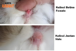 Bagaimana Cara Membedakan Kelinci Jantan dan Betina
