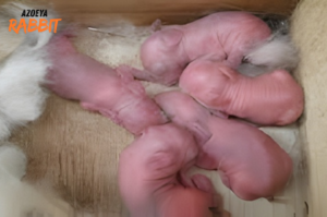 Bagaimana Cara Merawat Kelinci yang Baru Lahir