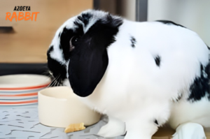 Kelinci Bisa Hidup Berapa Lama