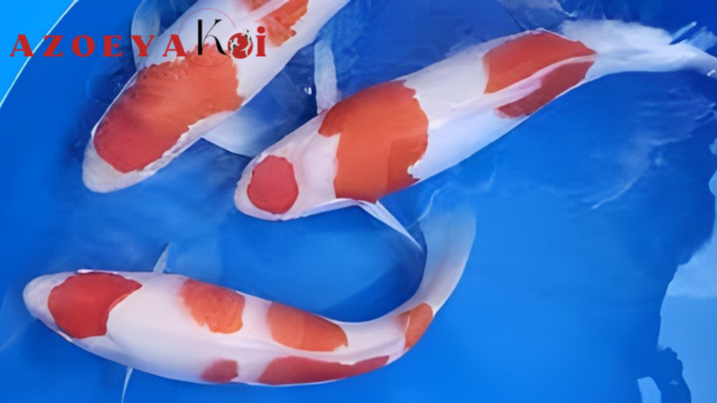 Lo Pemula 7 Kesalahan Fatal yang Harus Dihindari Saat Pelihara Koi untuk pemula